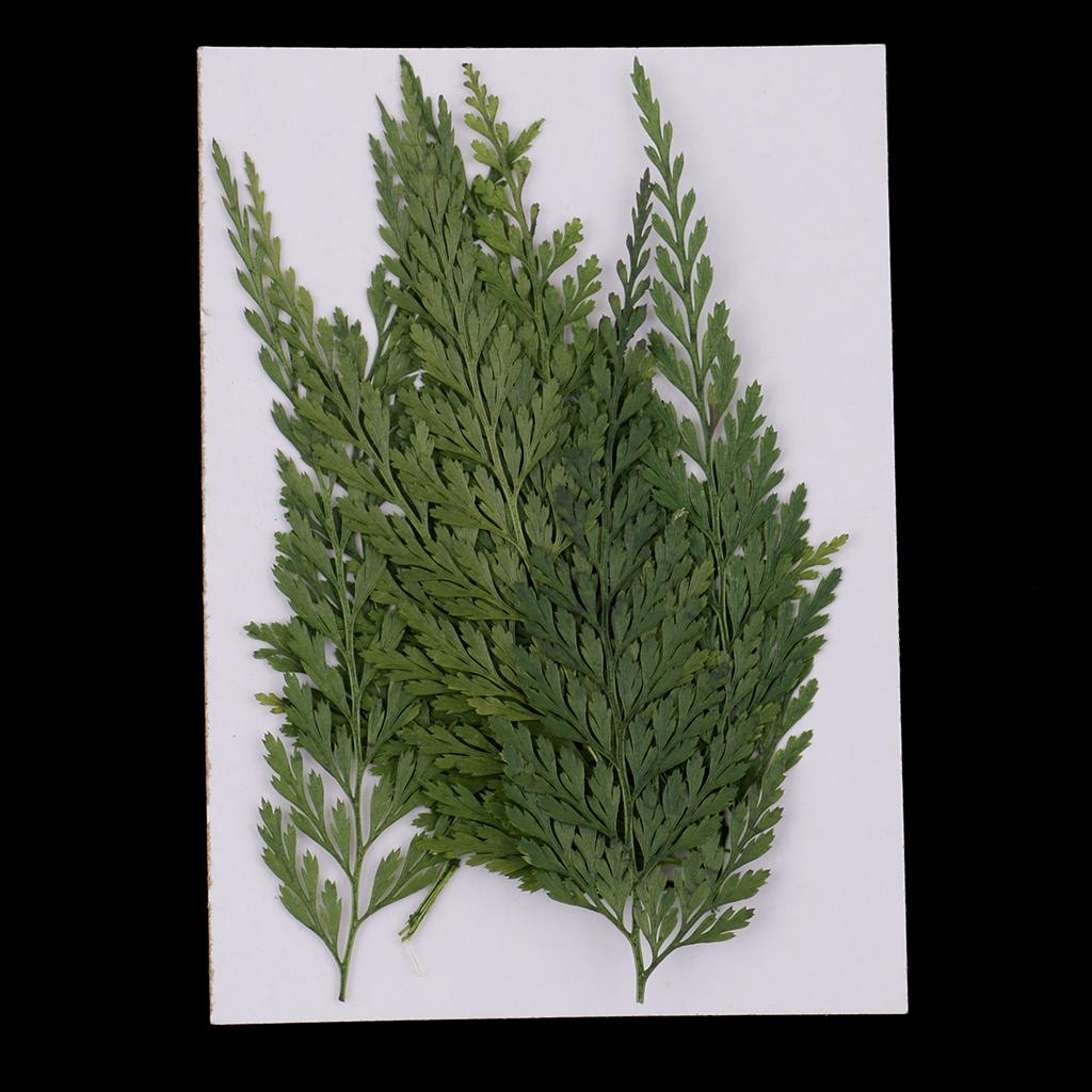 Art Craft Flower Making - Natural Dried Flowers with Pressed Leaves